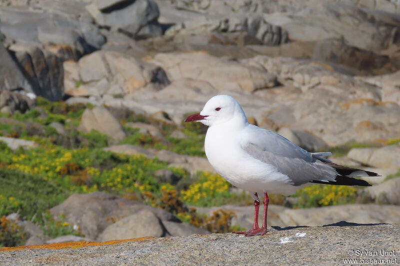 Mouette de Hartlaubadulte