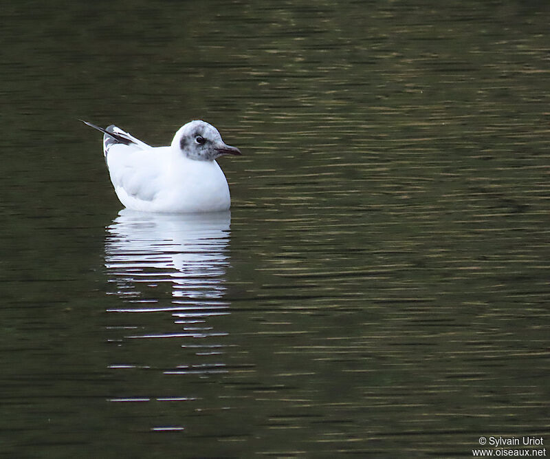 Mouette des Andesadulte internuptial