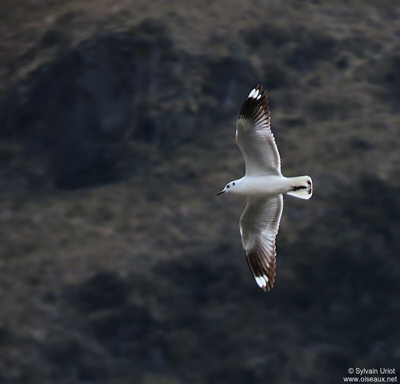 Mouette des Andesimmature