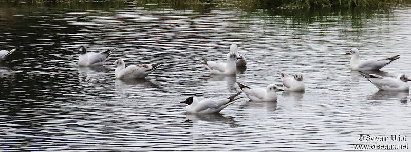 Mouette des Andes