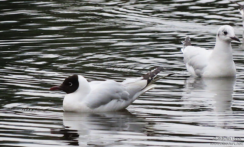 Andean Gull