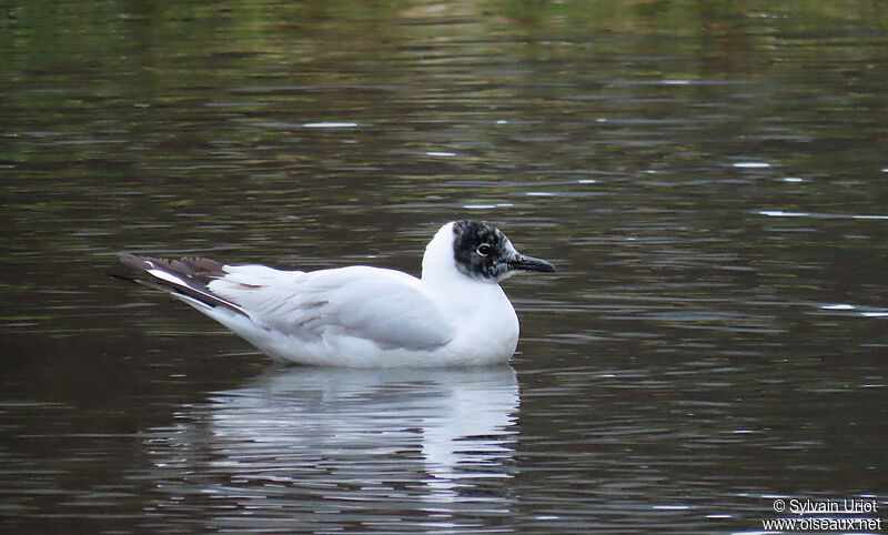 Andean Gulladult breeding