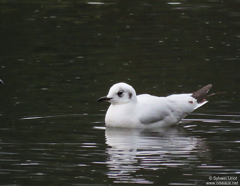 Mouette des Andessubadulte