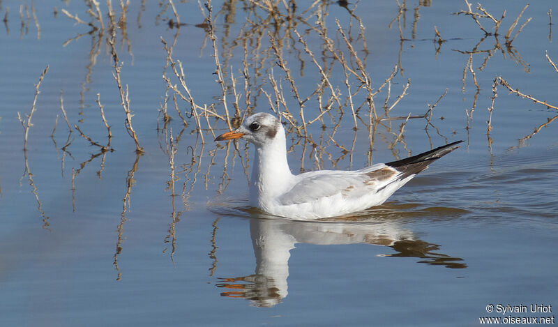 Mouette rieuse2ème année