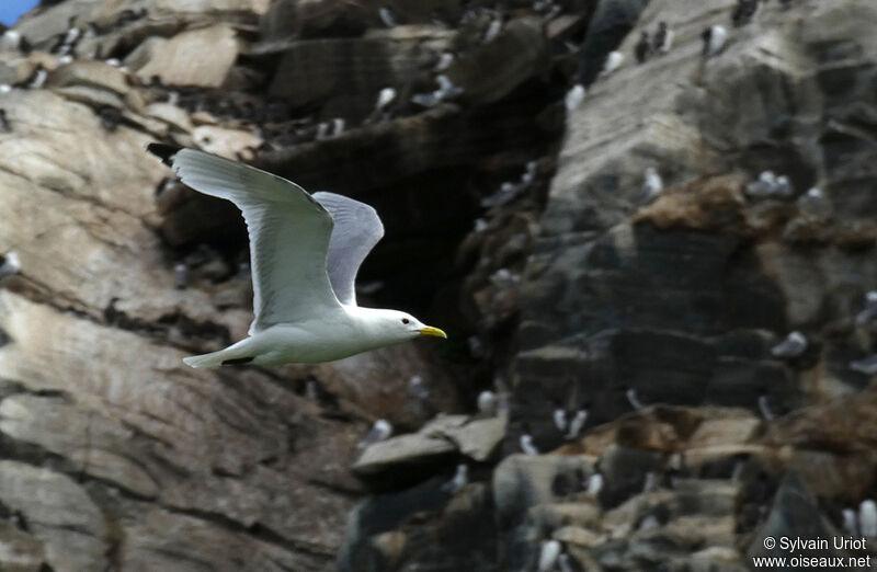 Mouette tridactyleadulte