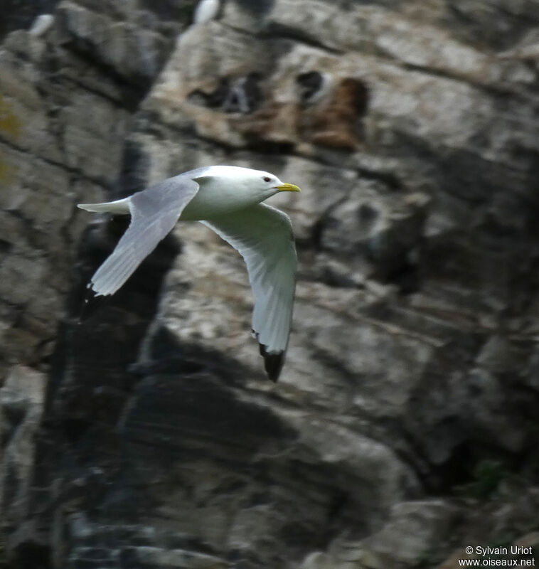 Mouette tridactyleadulte