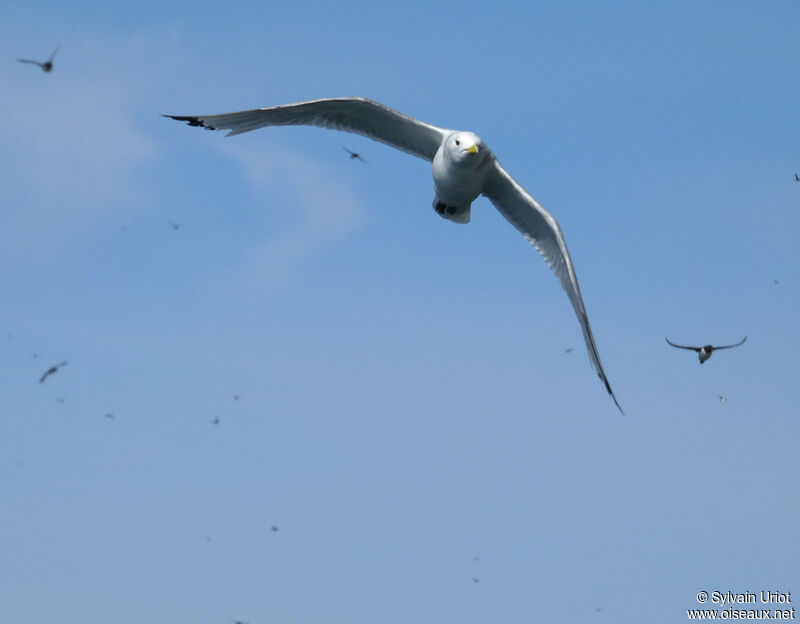 Mouette tridactyleadulte