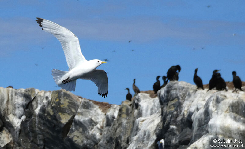 Mouette tridactyleadulte