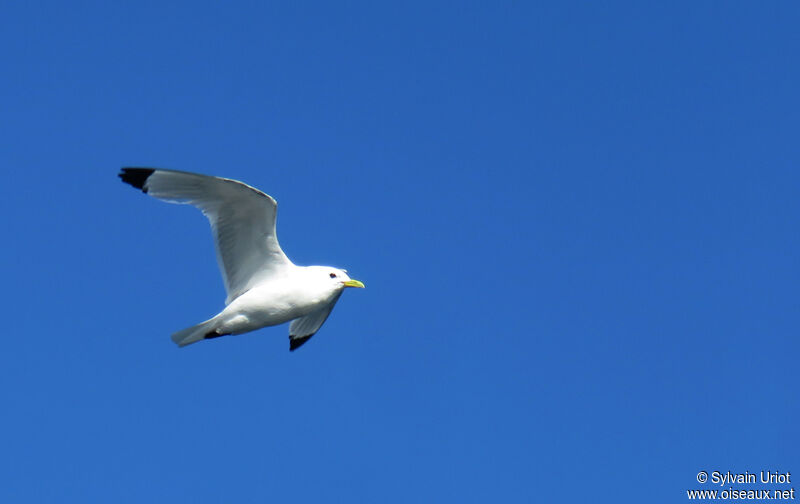 Mouette tridactyleadulte