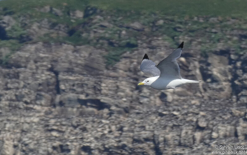 Mouette tridactyleadulte