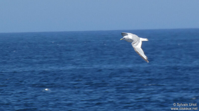 Black-legged KittiwakeSecond year