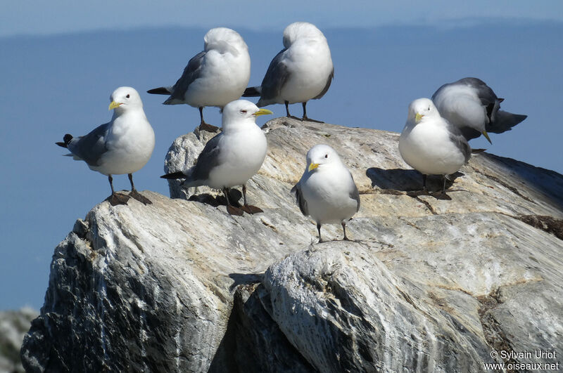 Black-legged Kittiwake