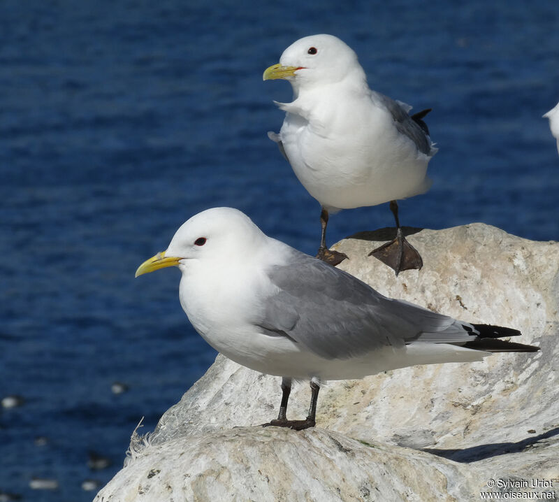 Mouette tridactyleadulte