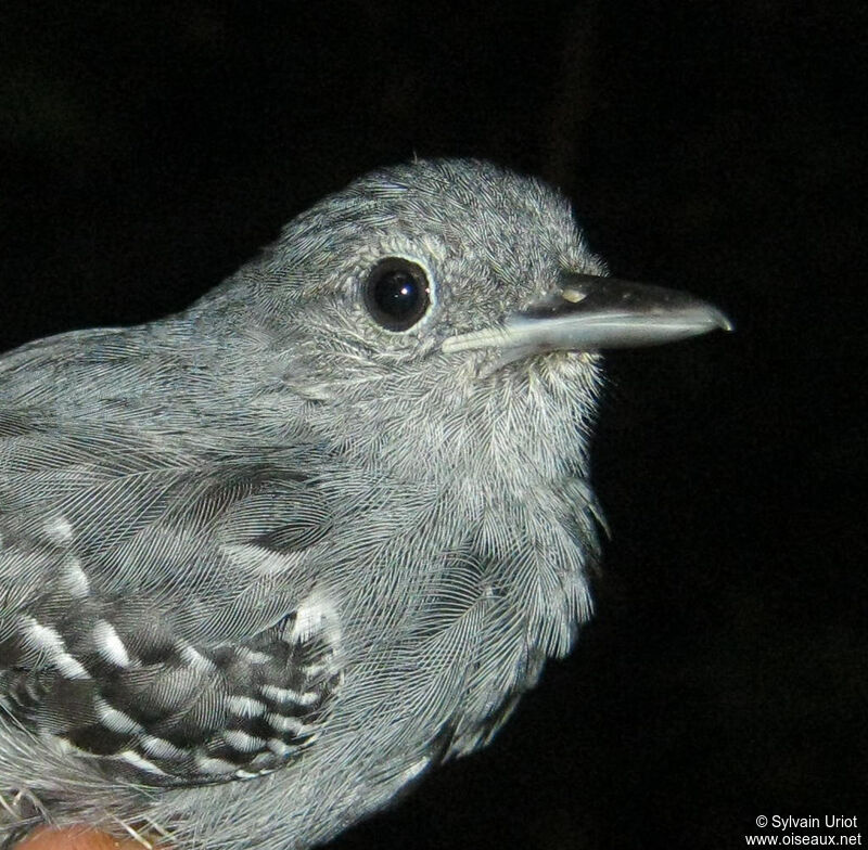 Grey Antwren male adult