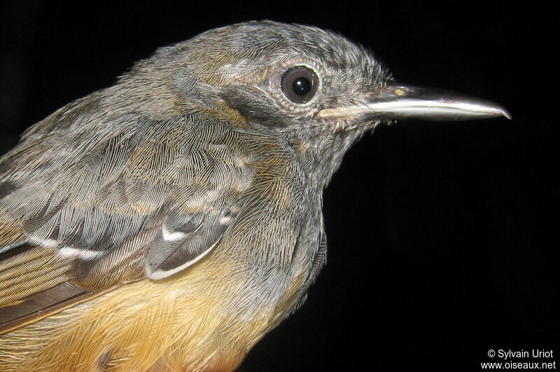 Grey Antwren male immature