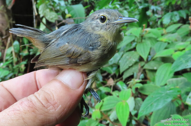 Grey Antwren male First year