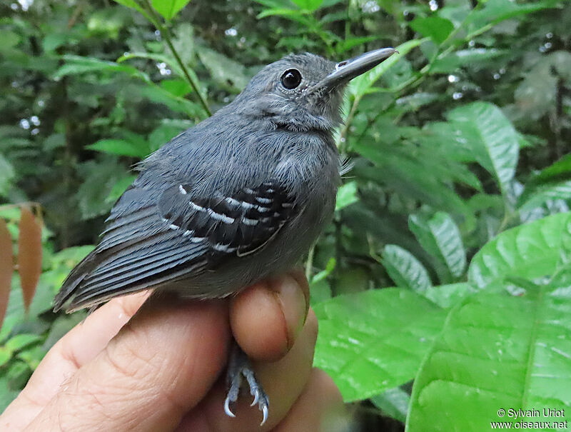 Grey Antwren male adult