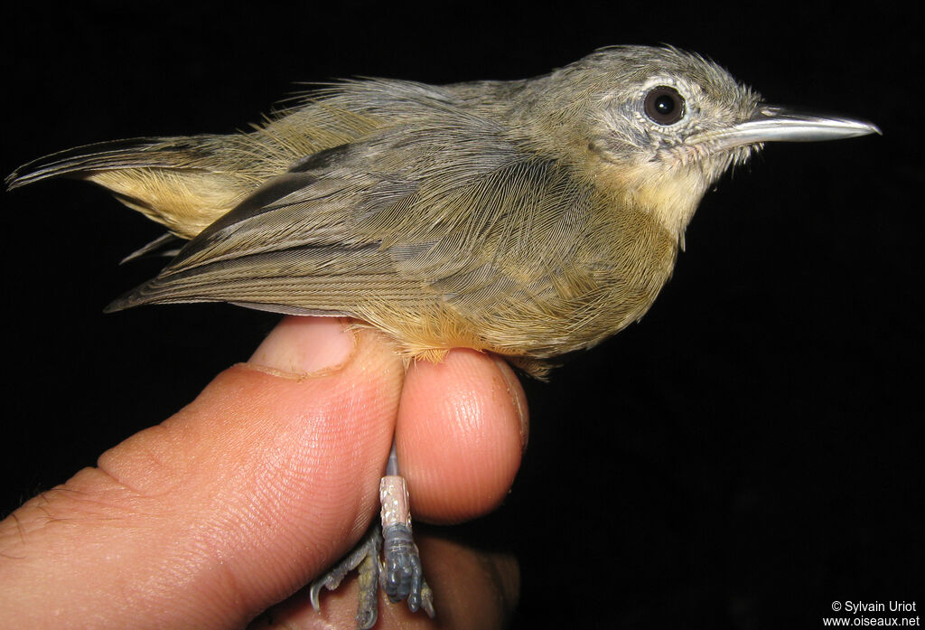 Myrmidon gris femelle adulte