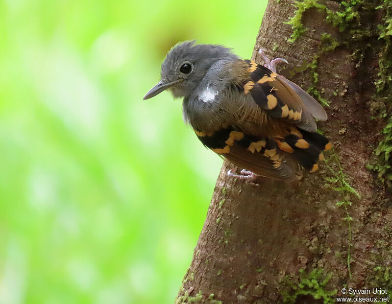 Rufous-bellied Antwren male adult