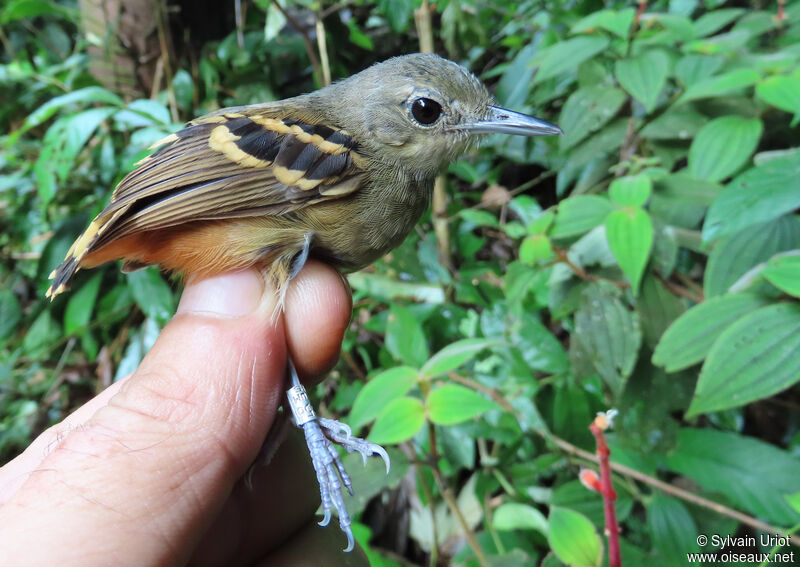 Rufous-bellied Antwren female adult