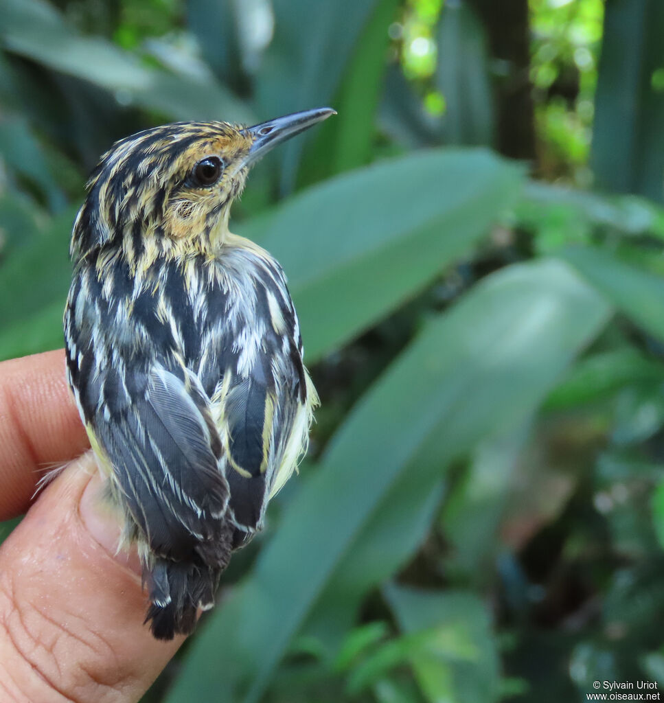 Myrmidon pygmée femelle adulte