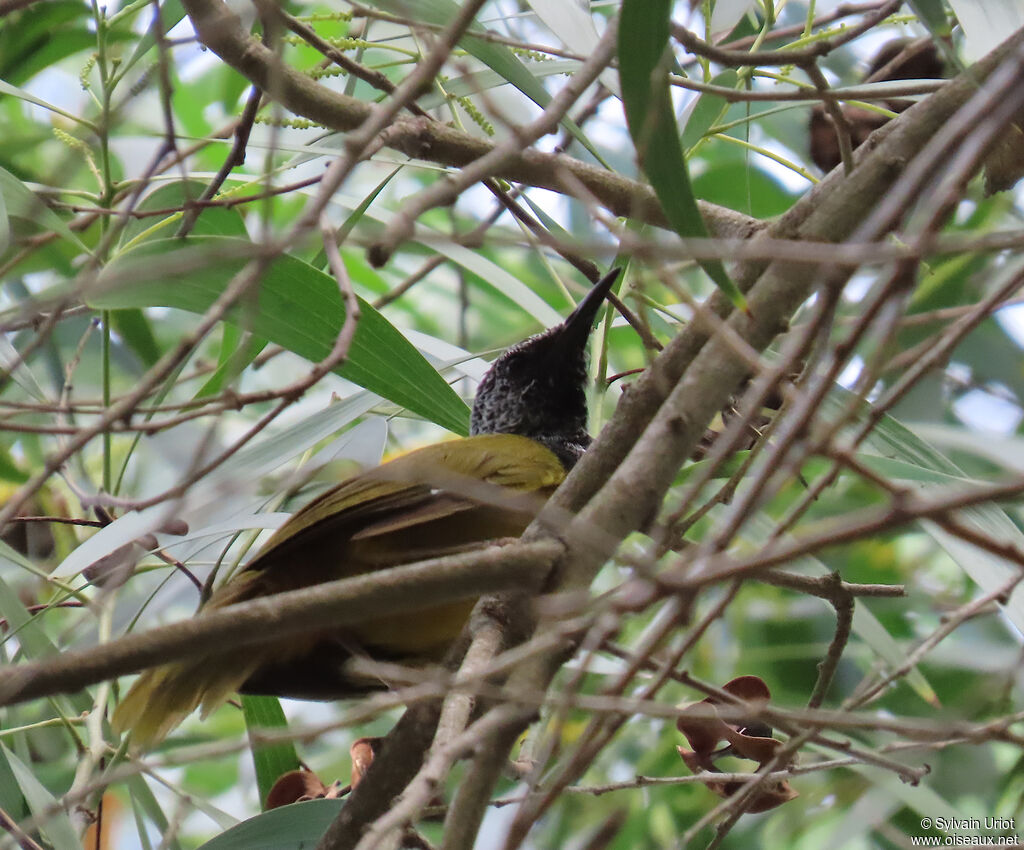 Noircap loriotadulte