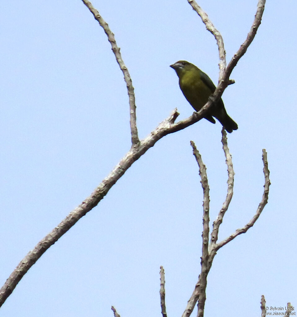 Organiste fardé mâle adulte