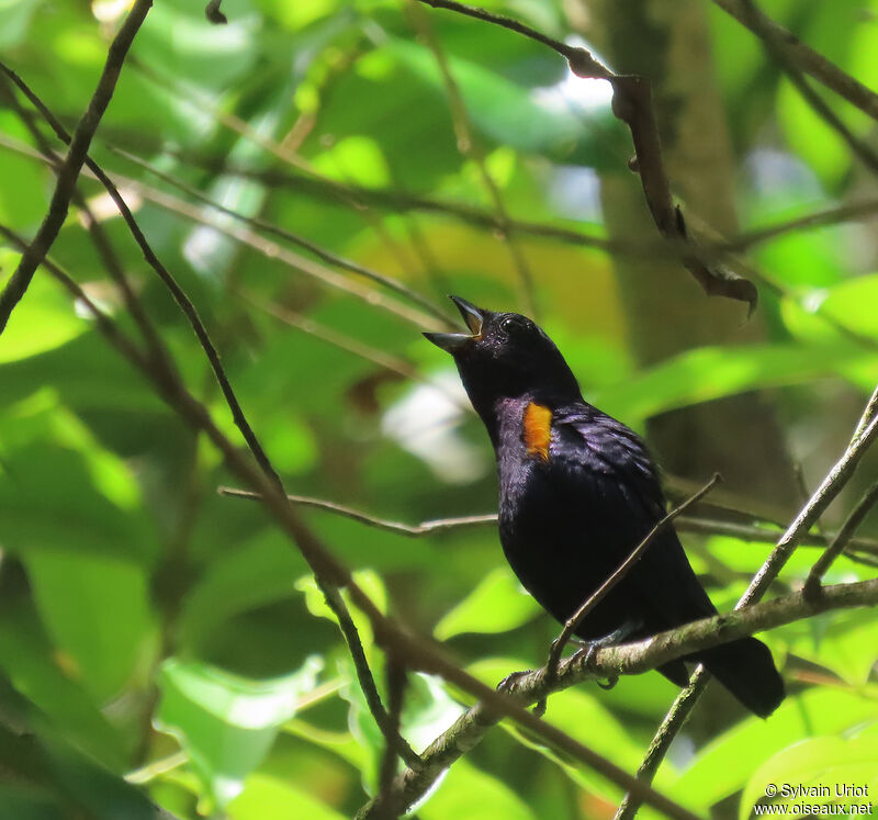 Golden-sided Euphonia male adult