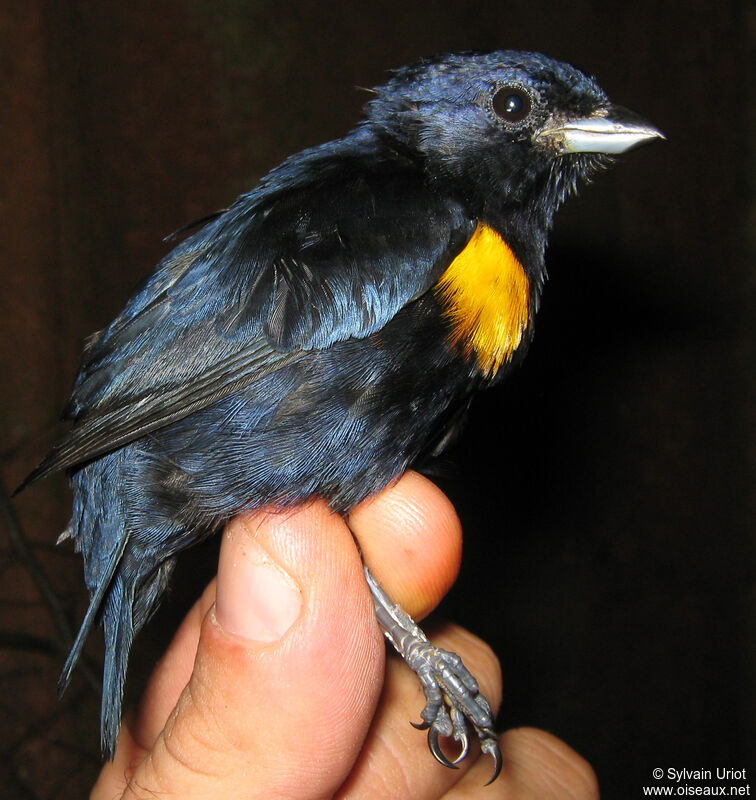 Golden-sided Euphonia male adult