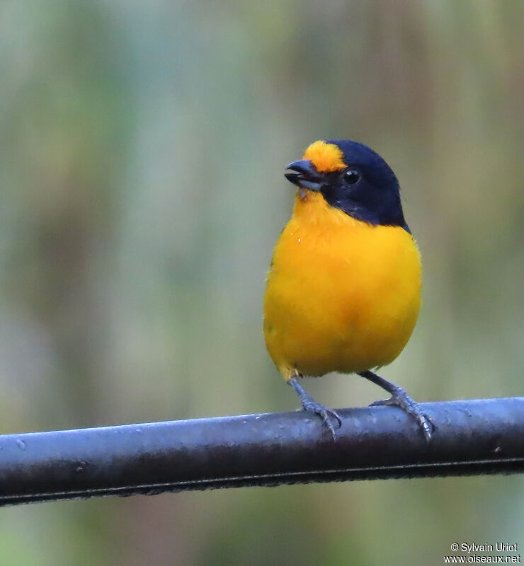 Violaceous Euphonia male adult