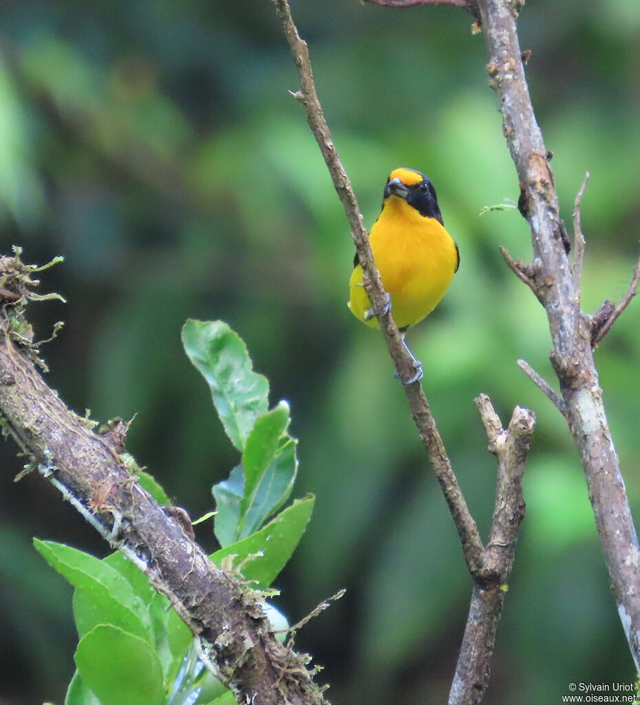 Organiste téïté mâle adulte