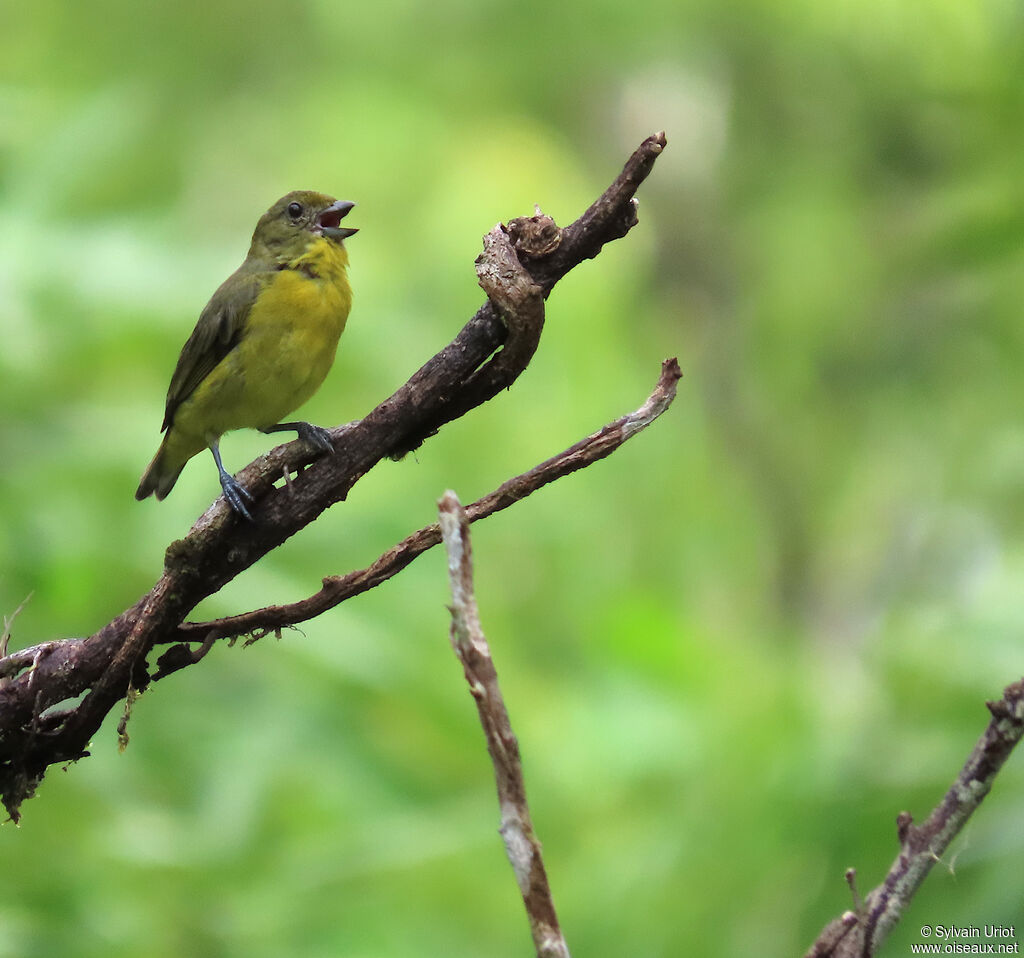 Organiste téïté femelle adulte