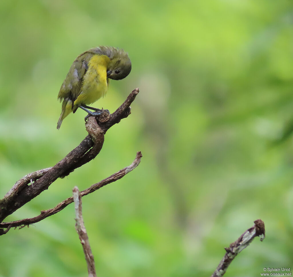 Organiste téïté femelle adulte