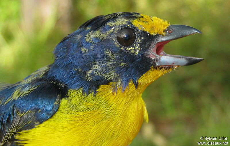 Violaceous Euphonia male immature