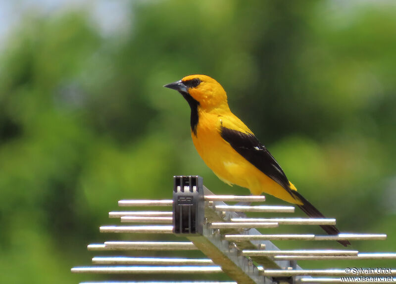 Oriole jauneadulte