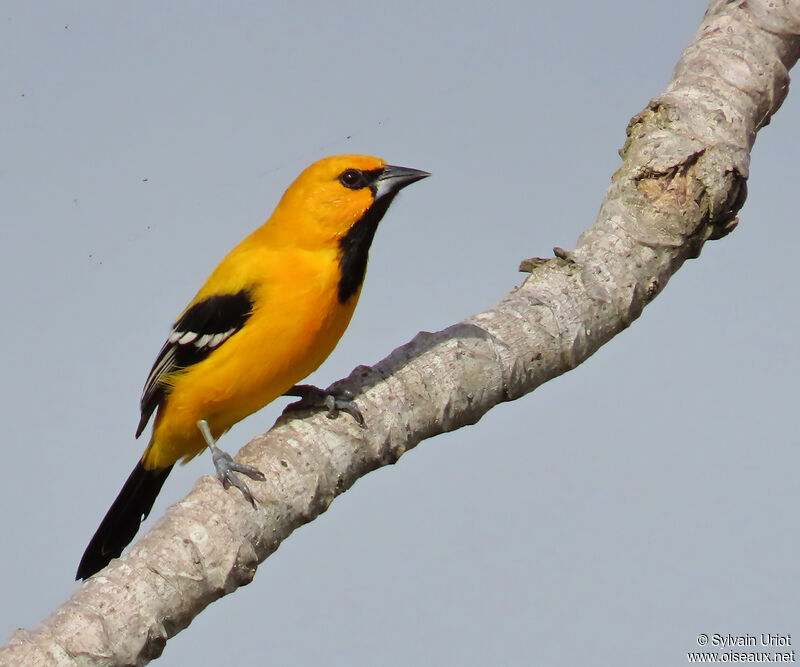 Oriole jaune mâle adulte