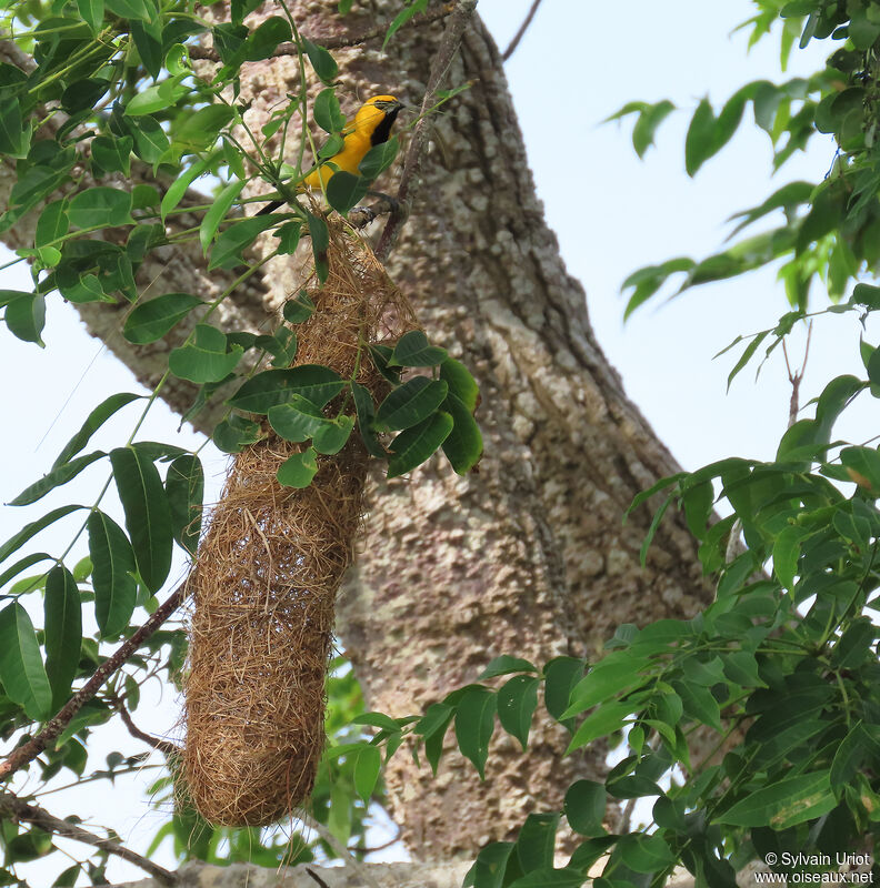 Oriole jauneadulte, Nidification