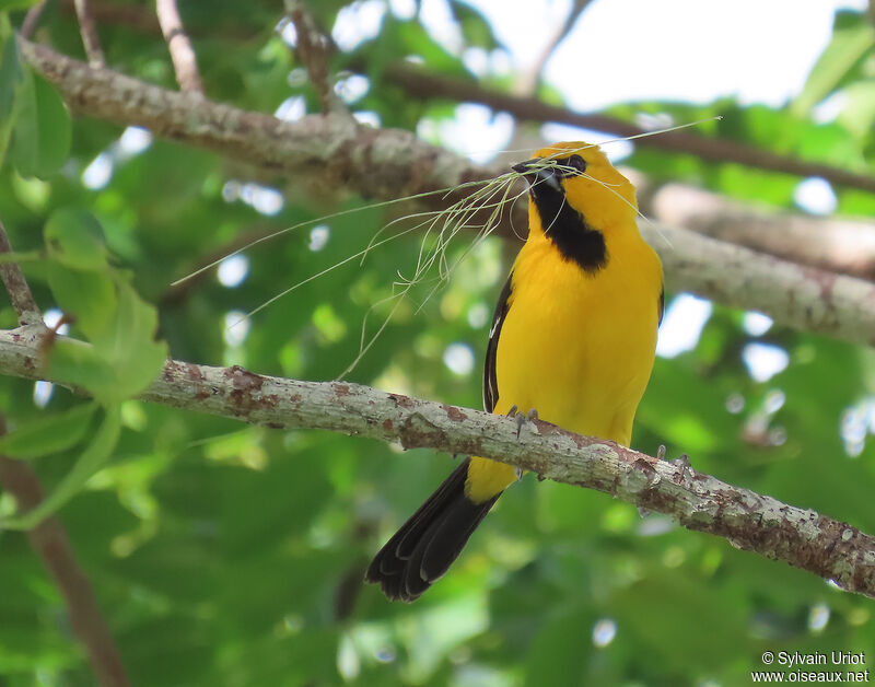 Oriole jauneadulte