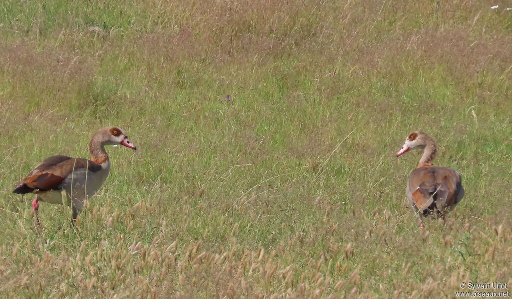 Egyptian Goose