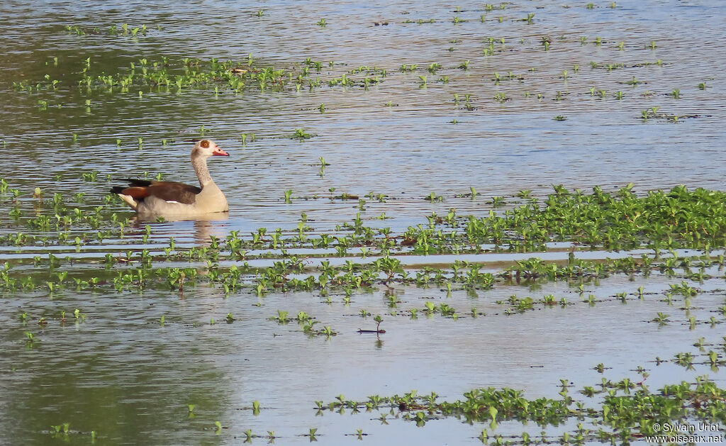Egyptian Goose