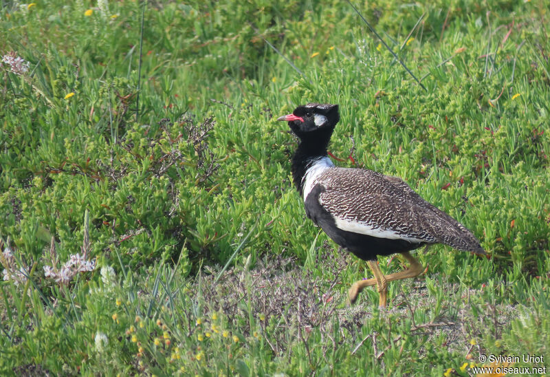 Southern Black Korhaan male adult