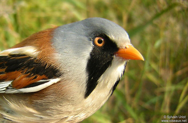 Bearded Reedling male adult, close-up portrait