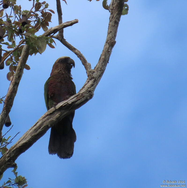 Red-fan Parrotadult