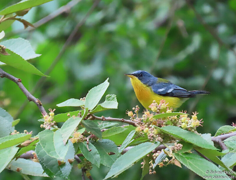 Tropical Parula male adult