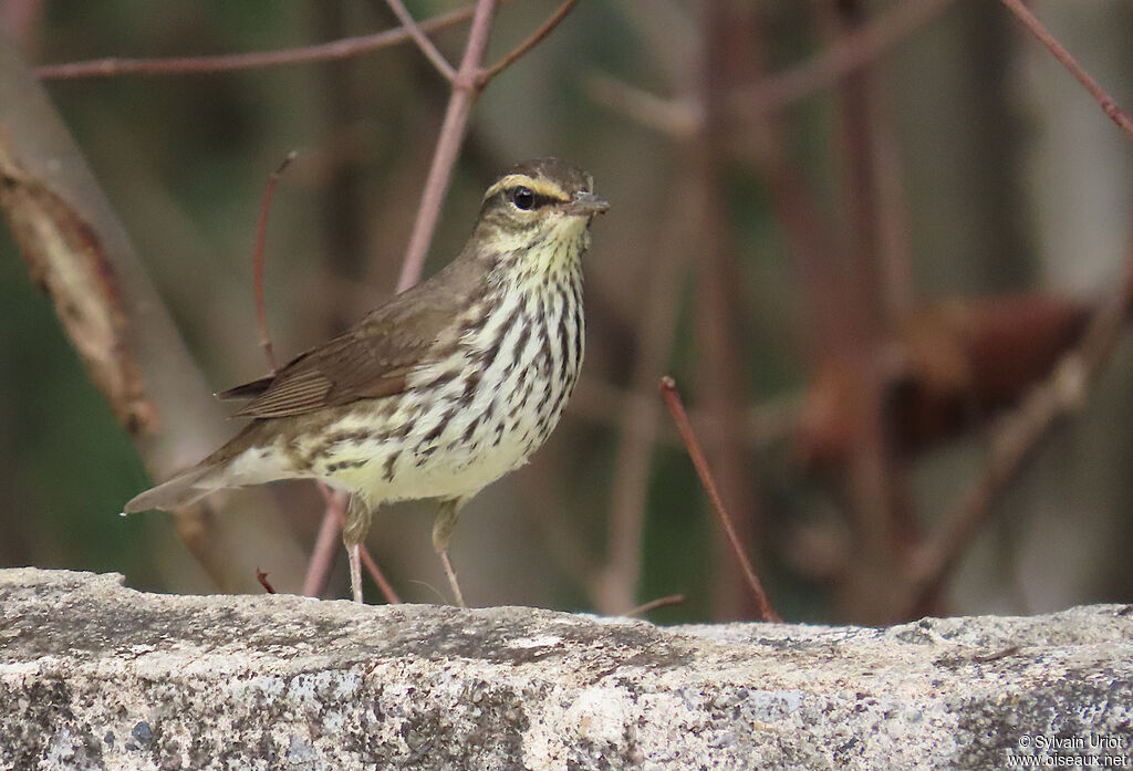 Paruline des ruisseauxadulte