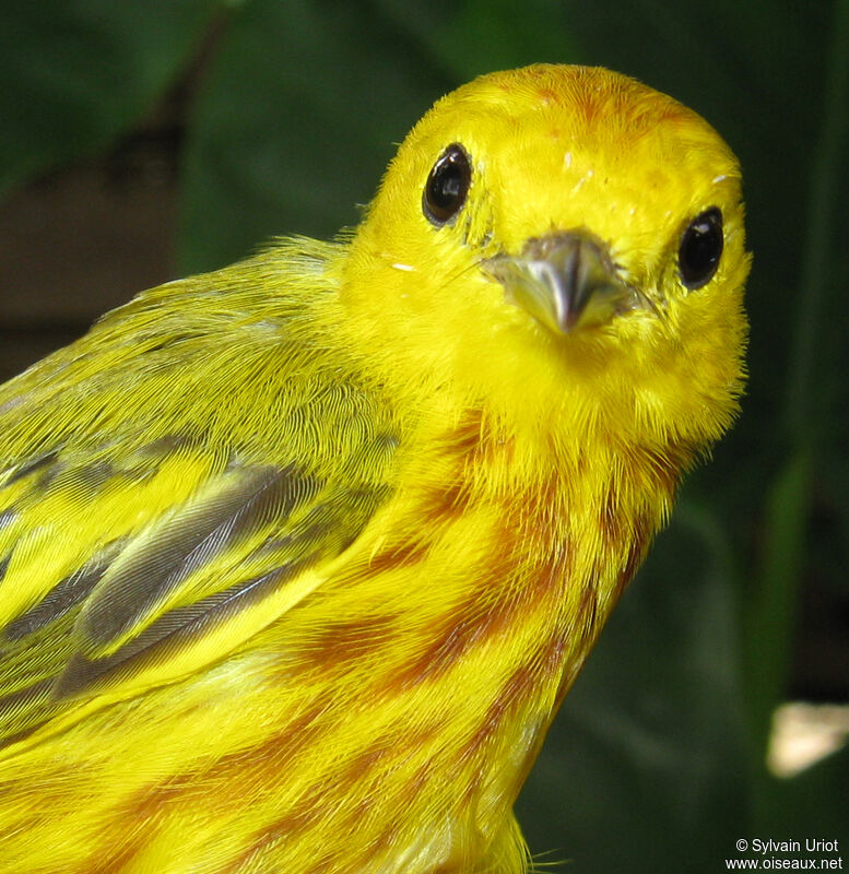 Paruline jaune mâle adulte