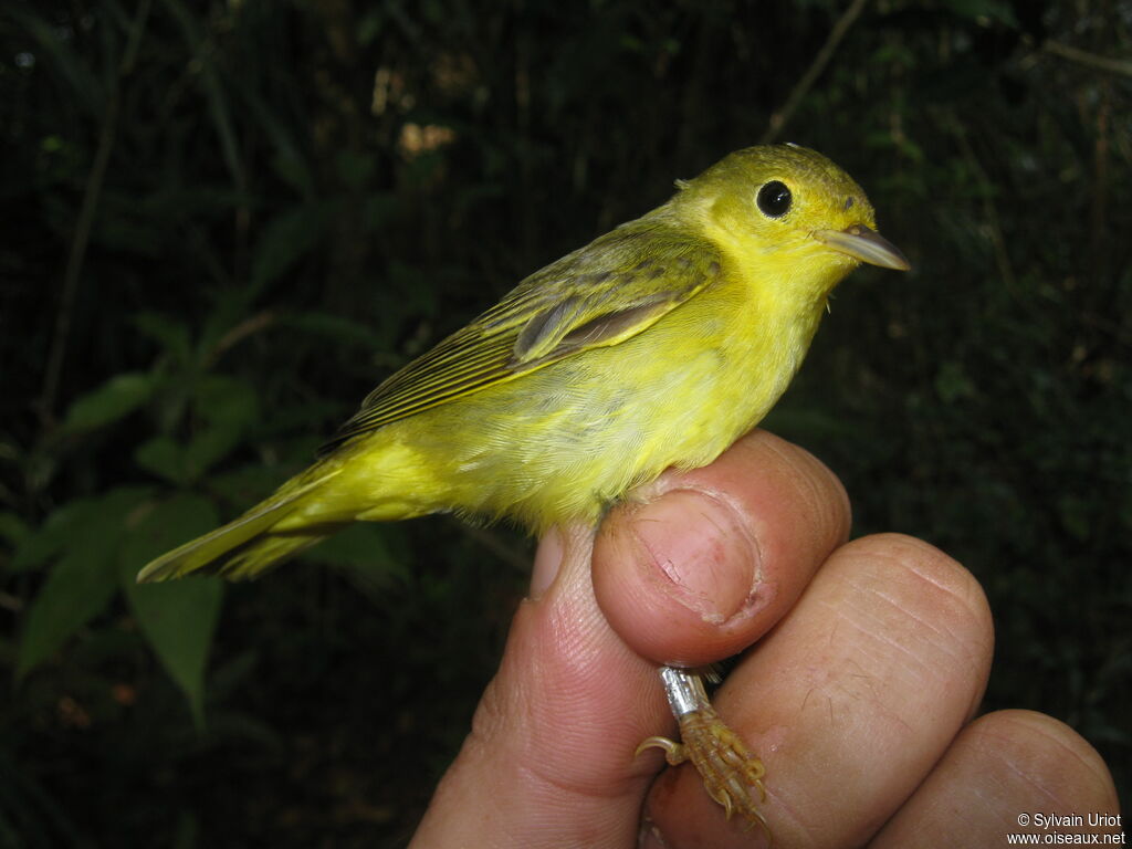 Paruline jaune femelle adulte