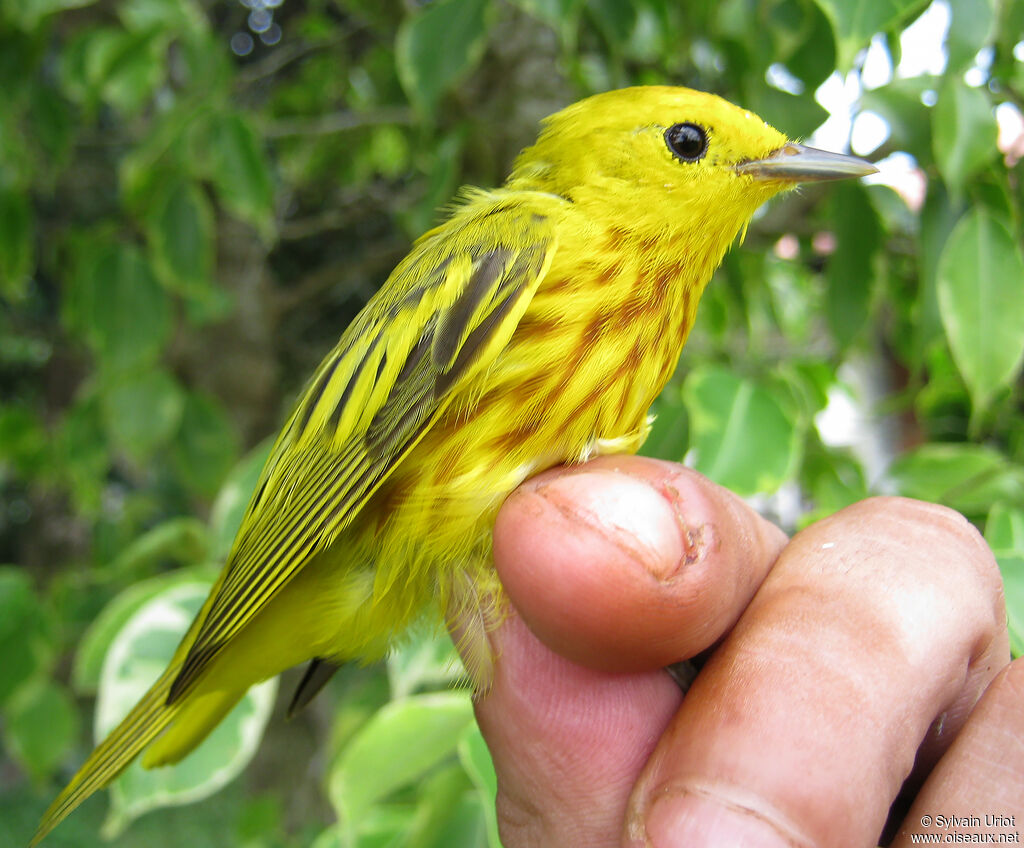 Paruline jaune mâle adulte nuptial
