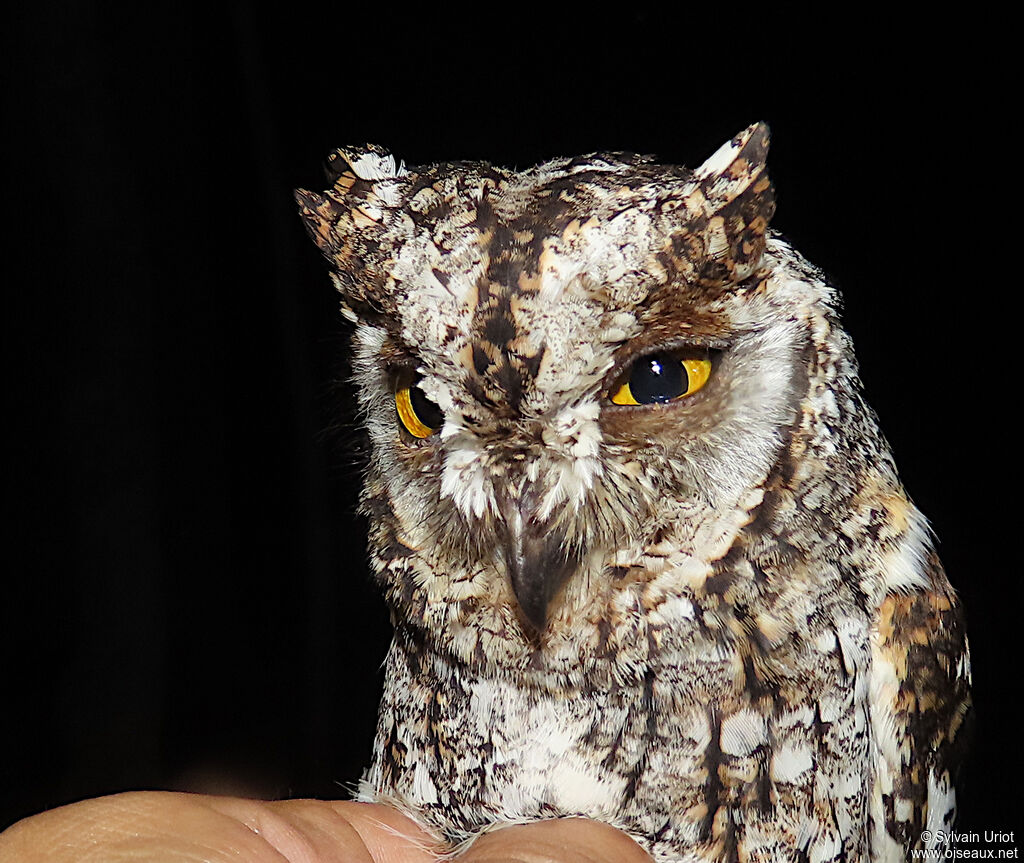 African Scops Owladult