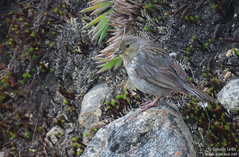 Plumbeous Sierra Finch male immature